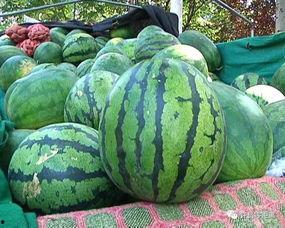 众祸看吃瓜  第1张